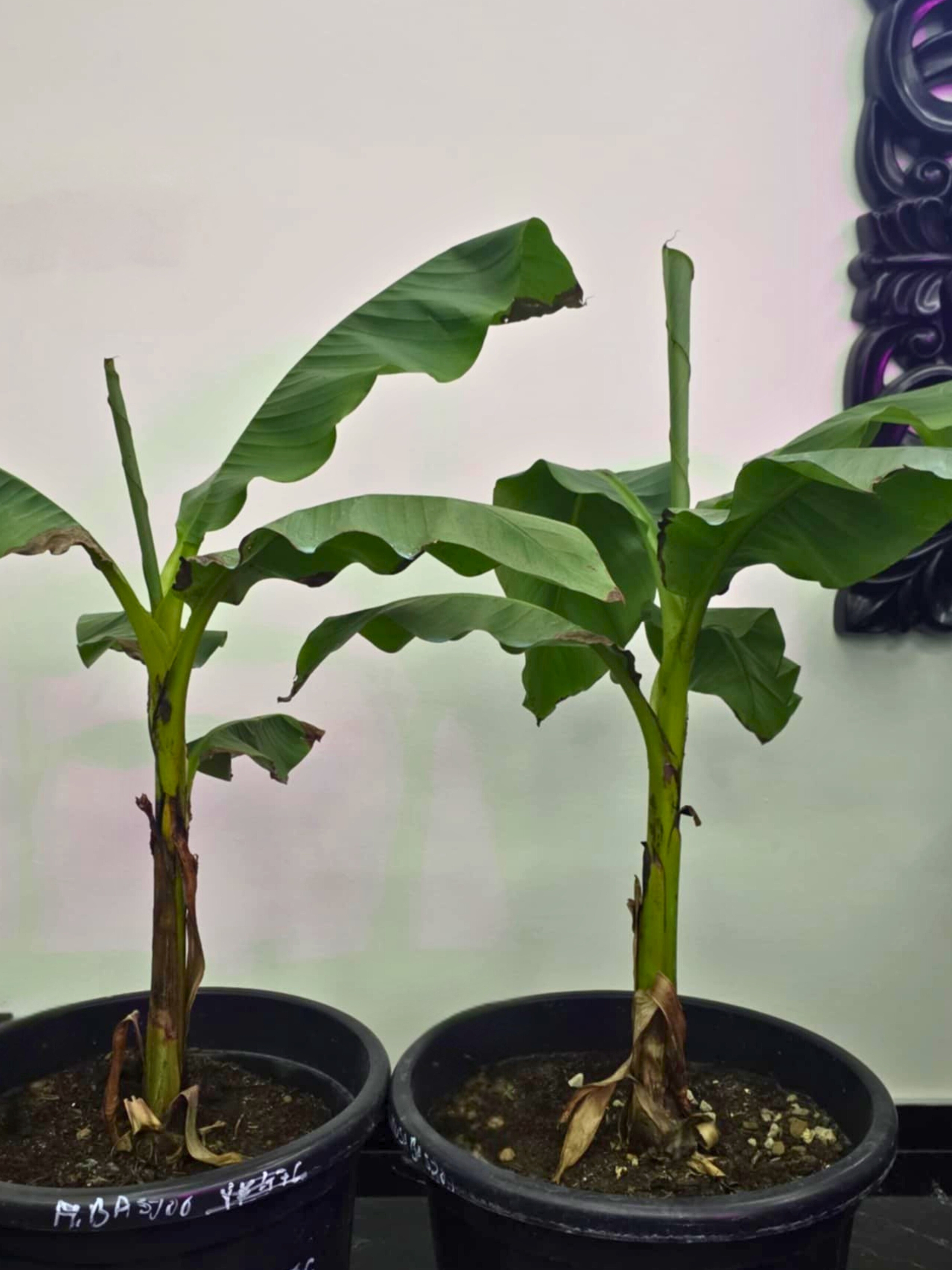 Musa basjoo zimovaná pri približne +3 °C